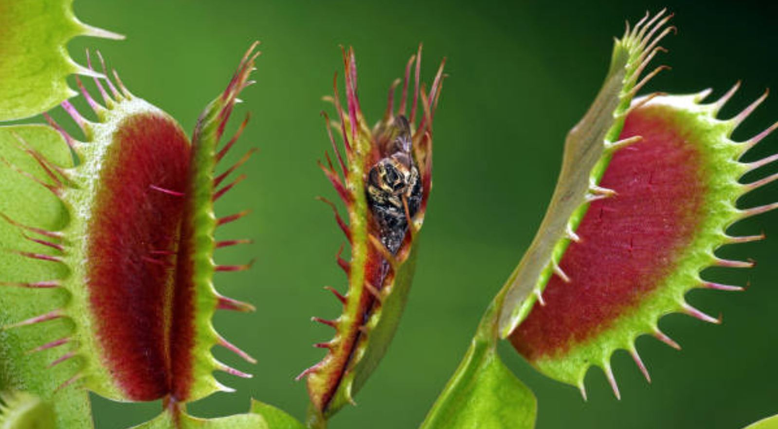 C&ocirc;ng dụng của c&acirc;y Bắt Ruồi